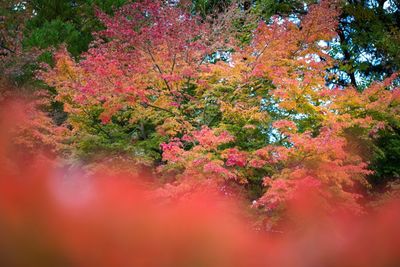 Trees in forest during autumn