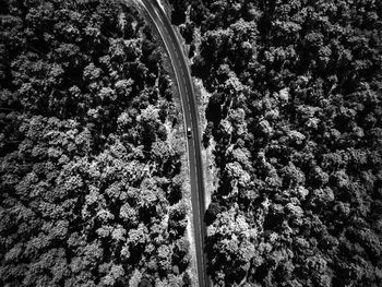 Aerial view of road through forest