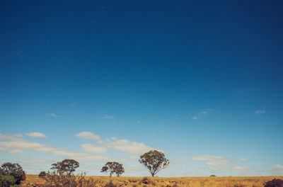 Trees on field against blue sky