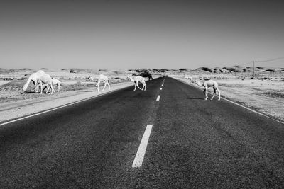 Group of people on the road