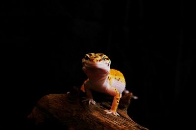 Close-up of an animal against black background