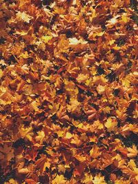 Full frame shot of yellow maple leaves