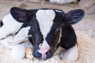 Close-up portrait of a rabbit on land