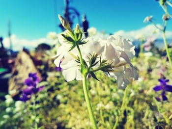 Close-up of fresh flowers blooming on tree against sky