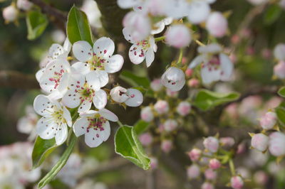 Close-up of cherry blossoms