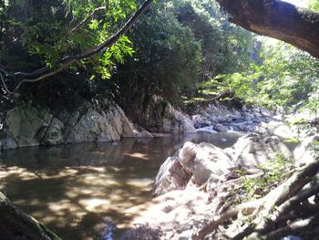 River flowing through forest