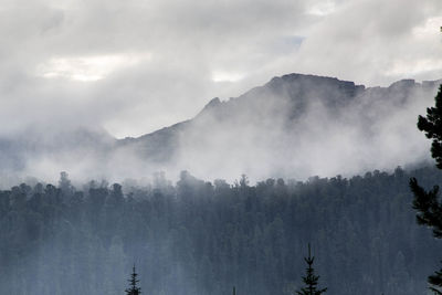 Low angle view of trees by mountains amidst fog against sky