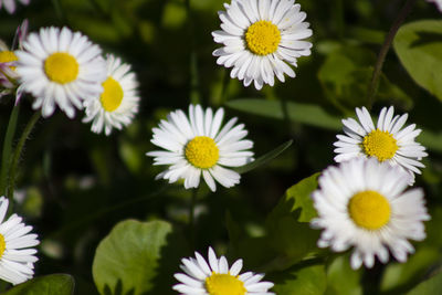 Close-up of white daisy flowers