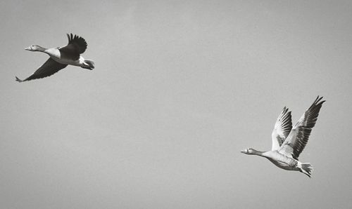 Low angle view of seagull flying against clear sky