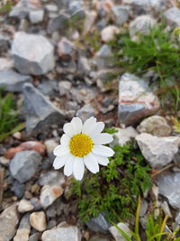 Close-up of white flower on rock