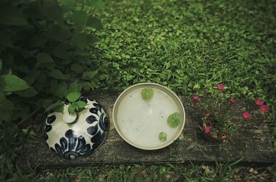 Plant growing in a garden