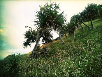 grass