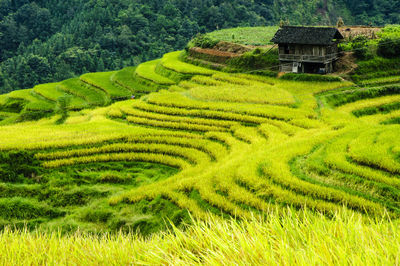 Scenic view of rice paddy field