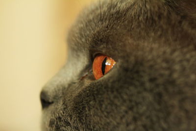 Close-up of a cat