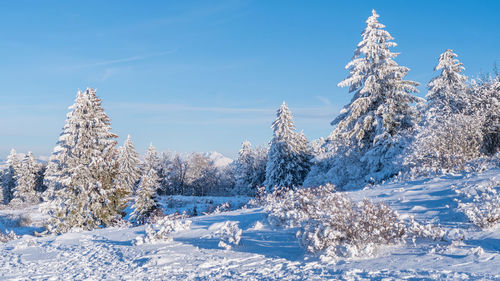 Snow covered plants and trees against blue sky