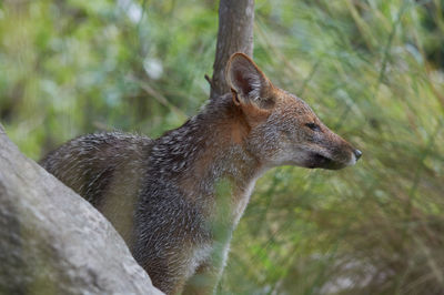 Close-up of giraffe in forest