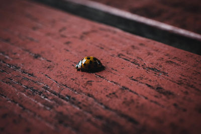 High angle view of insect on wood