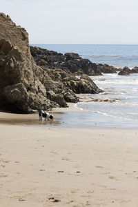 Havanese puppy playing on the beach