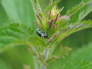 Close-up of insect on plant