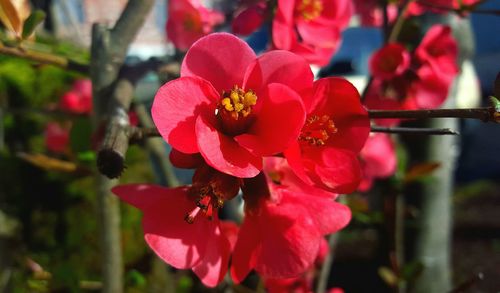 Close-up of pink flowers