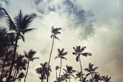 Low angle view of palm trees against sky