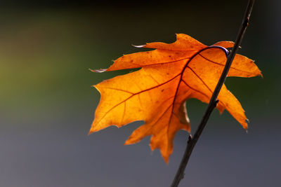 Colorful leaves in autumn and fall shine bright in the backlight and show their leaf veins