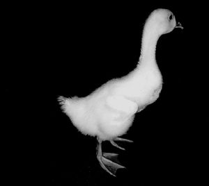 Close-up of a bird over black background