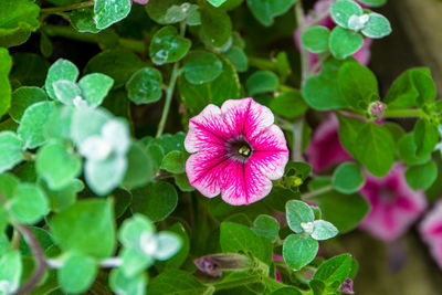 Close-up of pink flowering plant