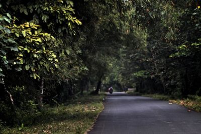 Footpath amidst trees