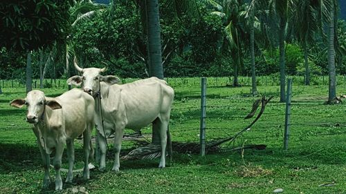 Cattle grazing on field