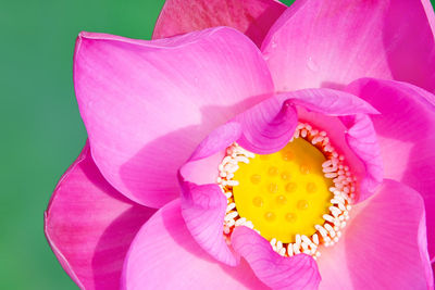 Close-up of pink rose