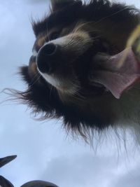 Close-up of dog against sky