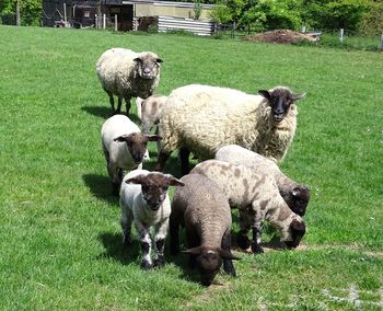 View of sheep on field