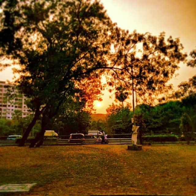 tree, sunset, sun, land vehicle, transportation, sunlight, park - man made space, grass, sky, mode of transport, car, orange color, growth, nature, lens flare, built structure, sunbeam, building exterior, architecture, tranquility