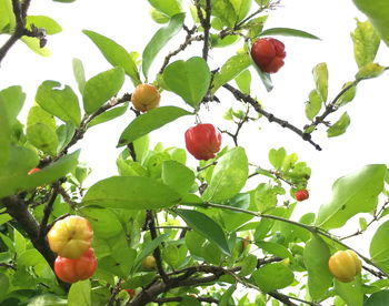 Low angle view of fruits growing on tree