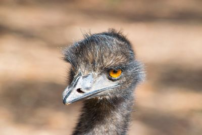 Close-up of a bird