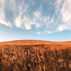 Scenic view of field against sky