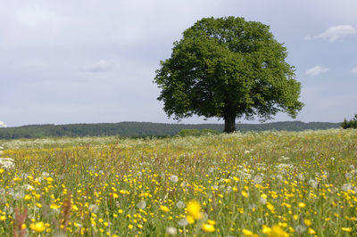 View of yellow flowering plant in field