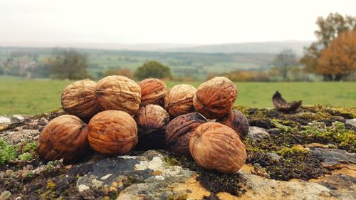 Close-up of walnuts on rock