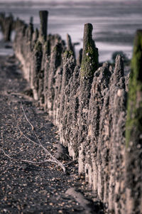 Close-up of plants growing on field