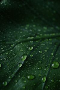 Close-up of wet leaves on rainy day