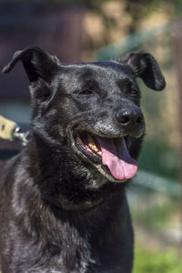 Close-up of a dog looking away