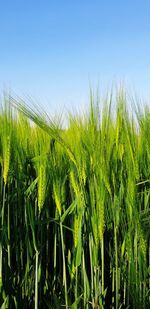 Crops growing on field against clear blue sky