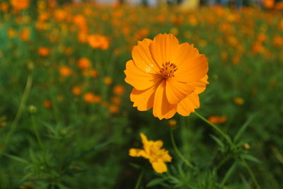 Close-up of orange cosmos flower blooming outdoors