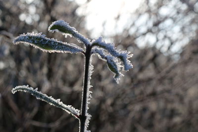 Close-up of frozen branch