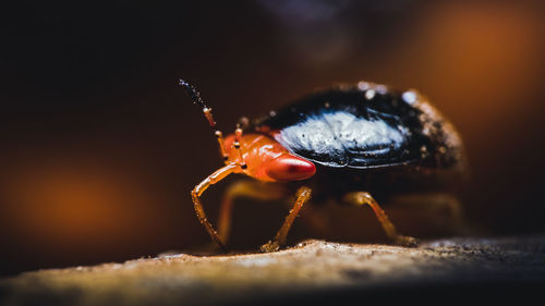 Closeup of a tiny geocoris flaviceps, a species of big eyed bugs, that i was very lucky to find.