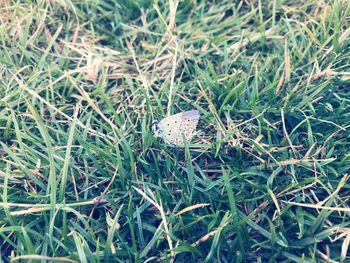 High angle view of butterfly on field