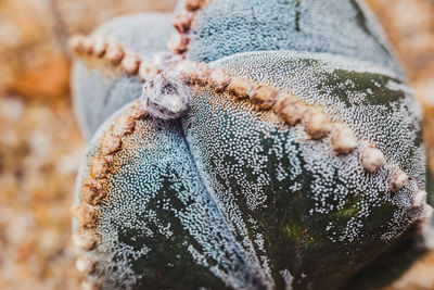 Close-up of snow on leaf during winter