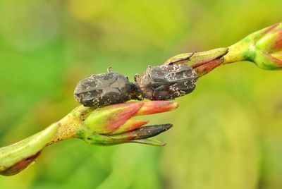 Close-up of bugs against blurred background