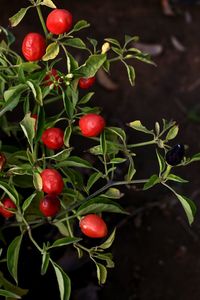 Close-up of red berries growing on plant